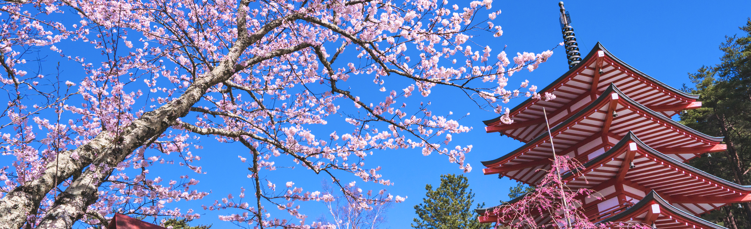 桜と新倉山浅間公園
