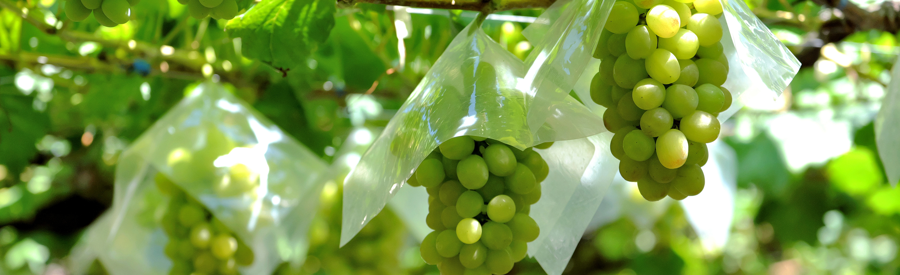 シャインマスカット