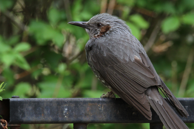 ヒヨドリ_山梨の野鳥