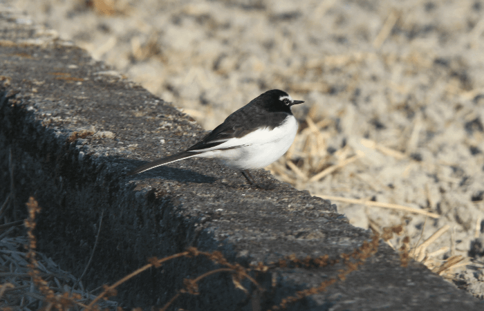 セグロセキレイ_山梨の野鳥