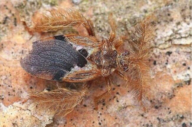 絶滅危惧カメムシ発見　笛吹県内初国内で３６年ぶり