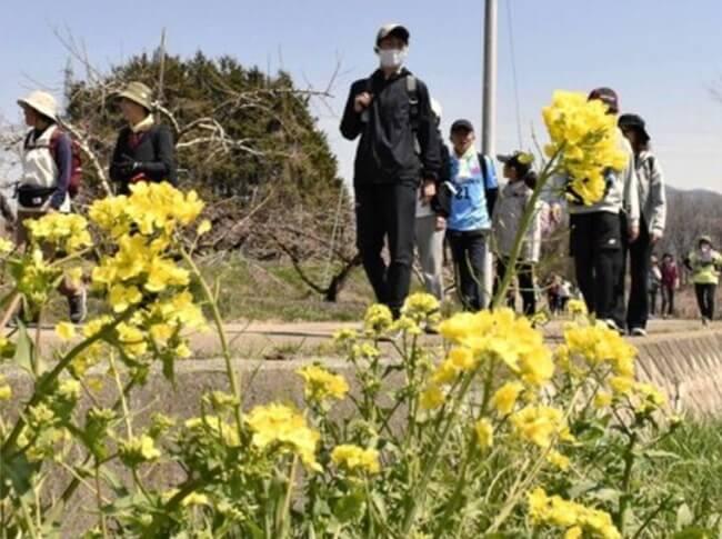 桃と菜の花眺め「武田の里」散策、韮崎で７６０人参加