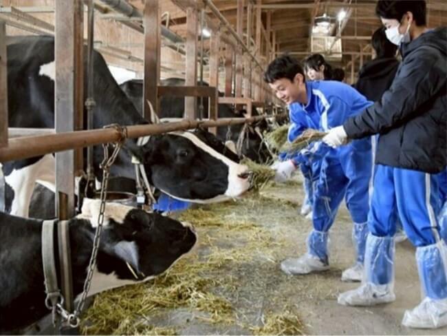 牛と触れ合い酪農学ぶ
