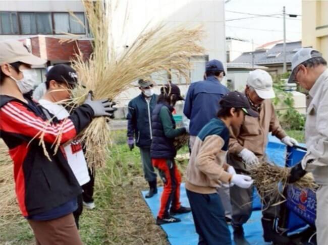貢川小の児童、稲の脱穀体験