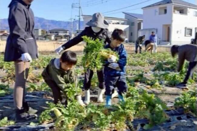 ダイコンの収穫　子どもら楽しむ