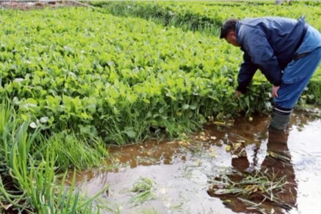 水ネギ 味濃く香り強く　富士北麓で収穫最盛期