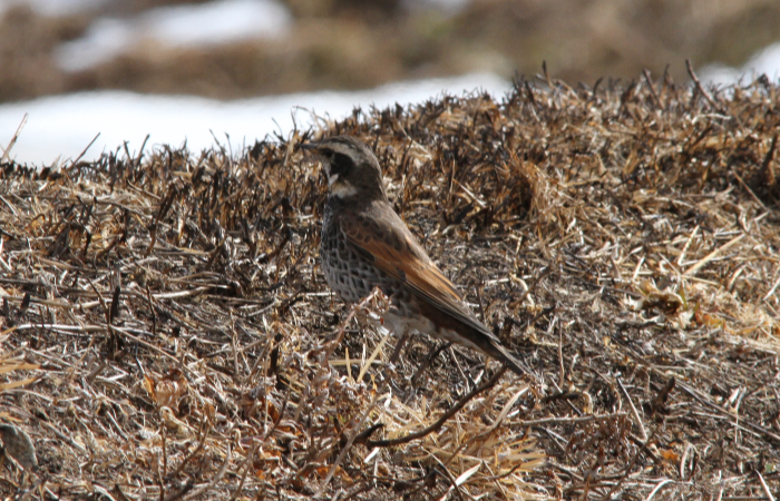 ツグミ_山梨の野鳥