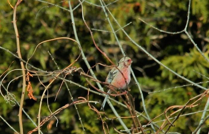 ベニマシコ_山梨の野鳥