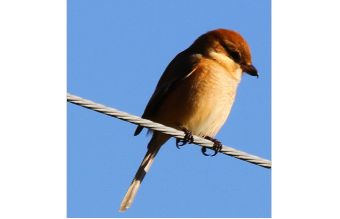 モズ_山梨の野鳥