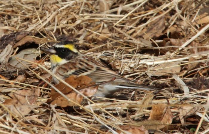 ミヤマホオジロ_山梨の野鳥