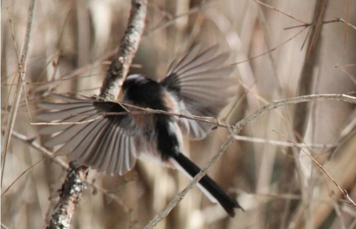 山梨の野鳥　Vol.1（Wild birds of Yamanashi）