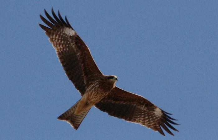 山梨の野鳥 Vol 2 Wild Birds Of Yamanashi 自然 Nature ふじのーと