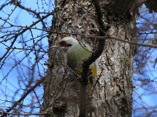 山梨の野鳥　Vol.13（Wild birds of Yamanashi）