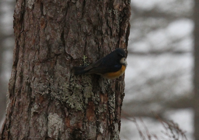 ルリビタキ_山梨の野鳥