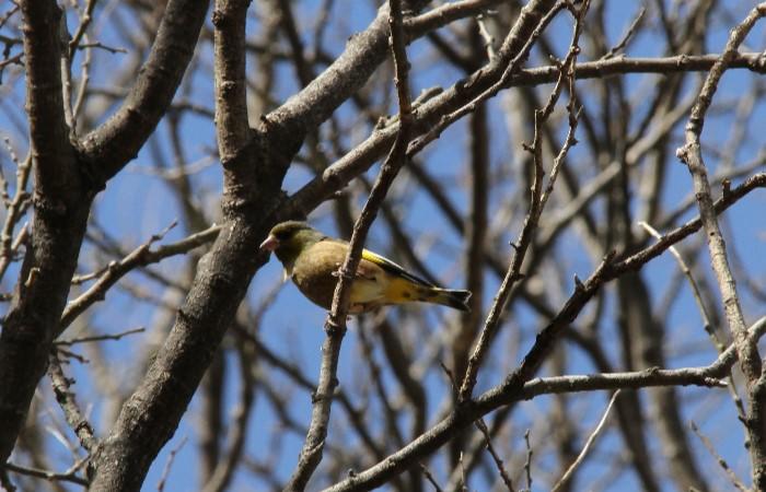 カワラヒワ_山梨の野鳥