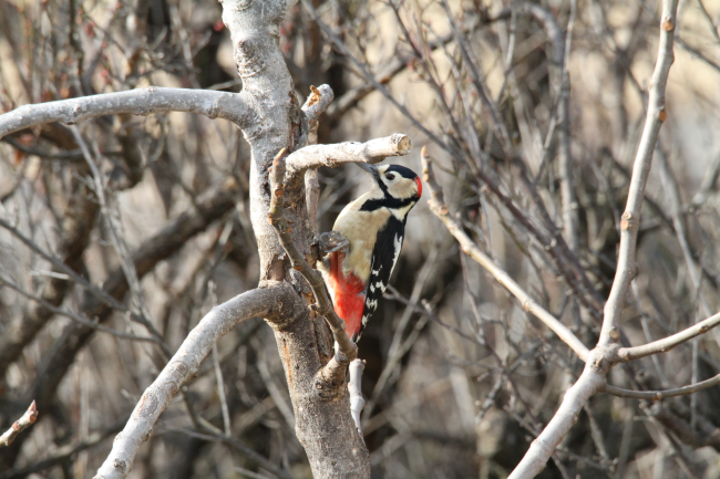 アカゲラ_山梨の野鳥