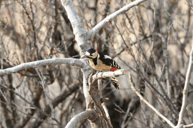 山梨の野鳥　Vol.8（Wild birds of Yamanashi）