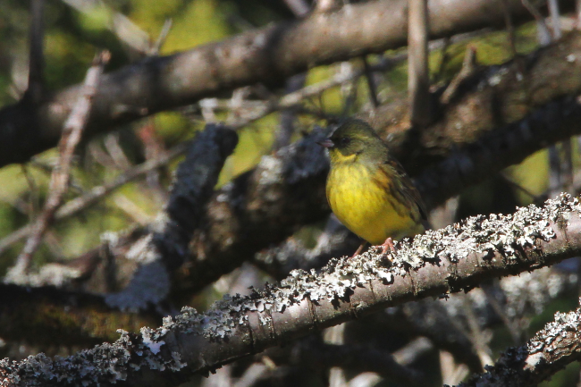 アオジ_山梨の野鳥