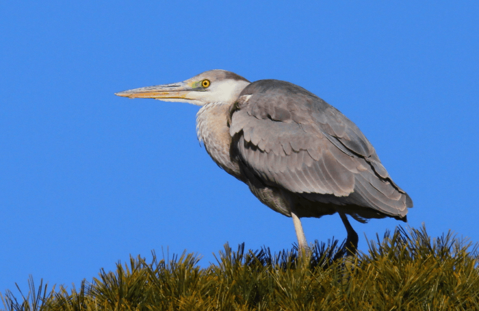 アオサギ_山梨の野鳥