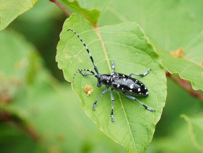 庭木や果樹の害虫となるカミキリムシの種類と対策