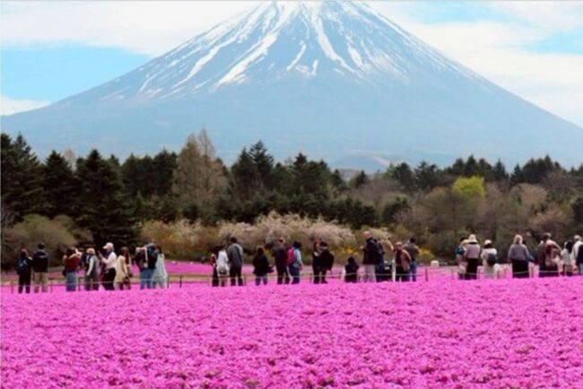 シバザクラ　富士山と「競演」　富士河口湖町