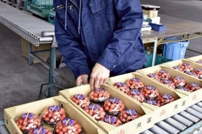 サクランボの出荷始まる　南アルプス市