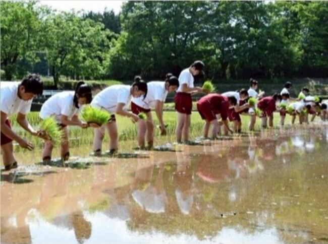 北杜高生が田植え