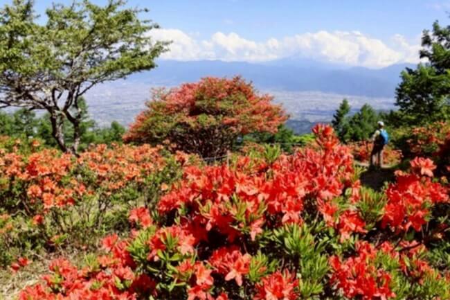 レンゲツツジ 朱色鮮やかに　韮崎・甘利山