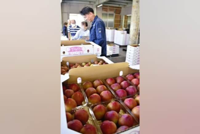 スモモ初出荷　品質良好　南ア