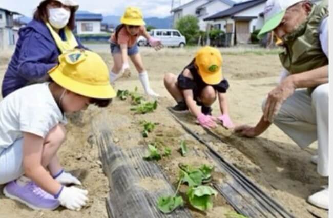 サツマイモ植え　地域住民と交流
