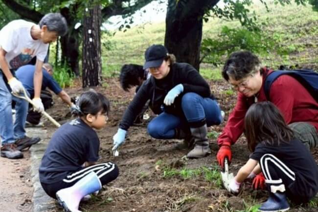 ヒガンバナ植栽活動１５年 山梨市民有志 万力公園 秋の名所に
