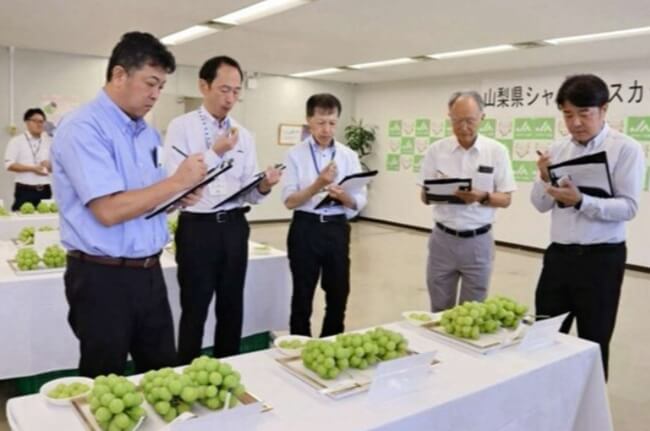 遅場シャイン 玉張り良好 ＪＡ全農やまなしが品評会