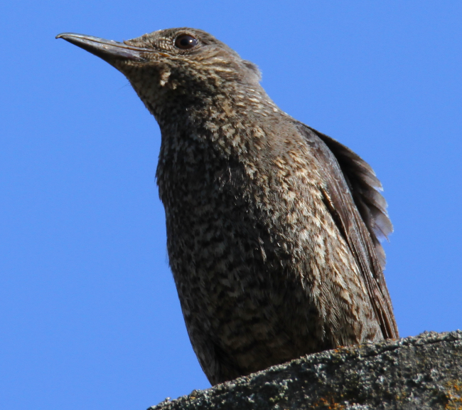 イソヒヨドリ メス