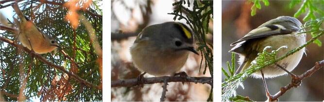 南アルプス邑野鳥公園にて（山梨県早川町）