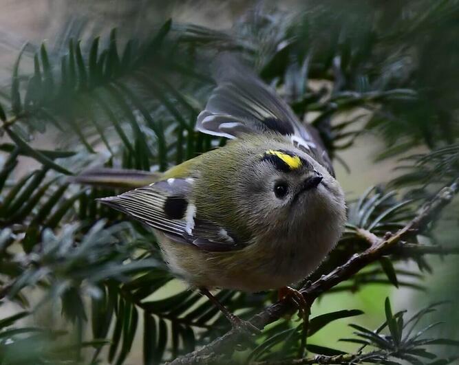 出典：AC写真（作者：vienna-megさん）