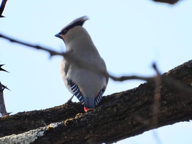 ヒレンジャク（南アルプス市にて）