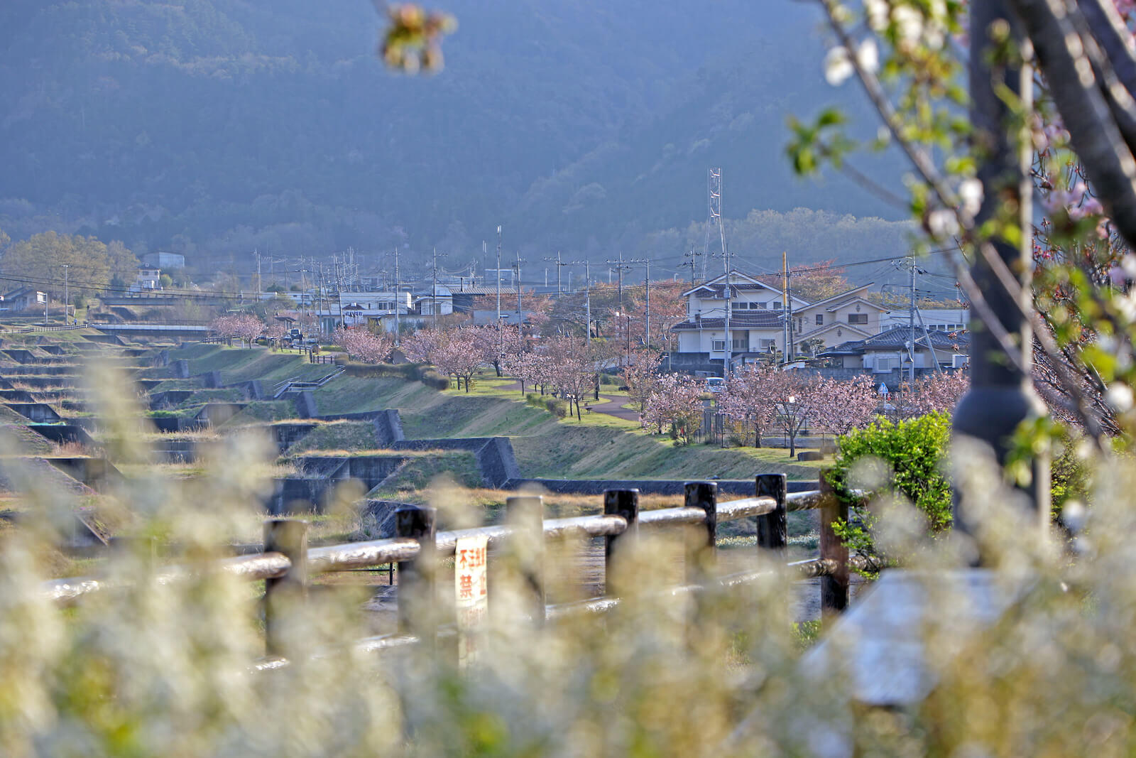 桜が咲き始めた「甘利沢川さくら公園」と「幸福の小径」