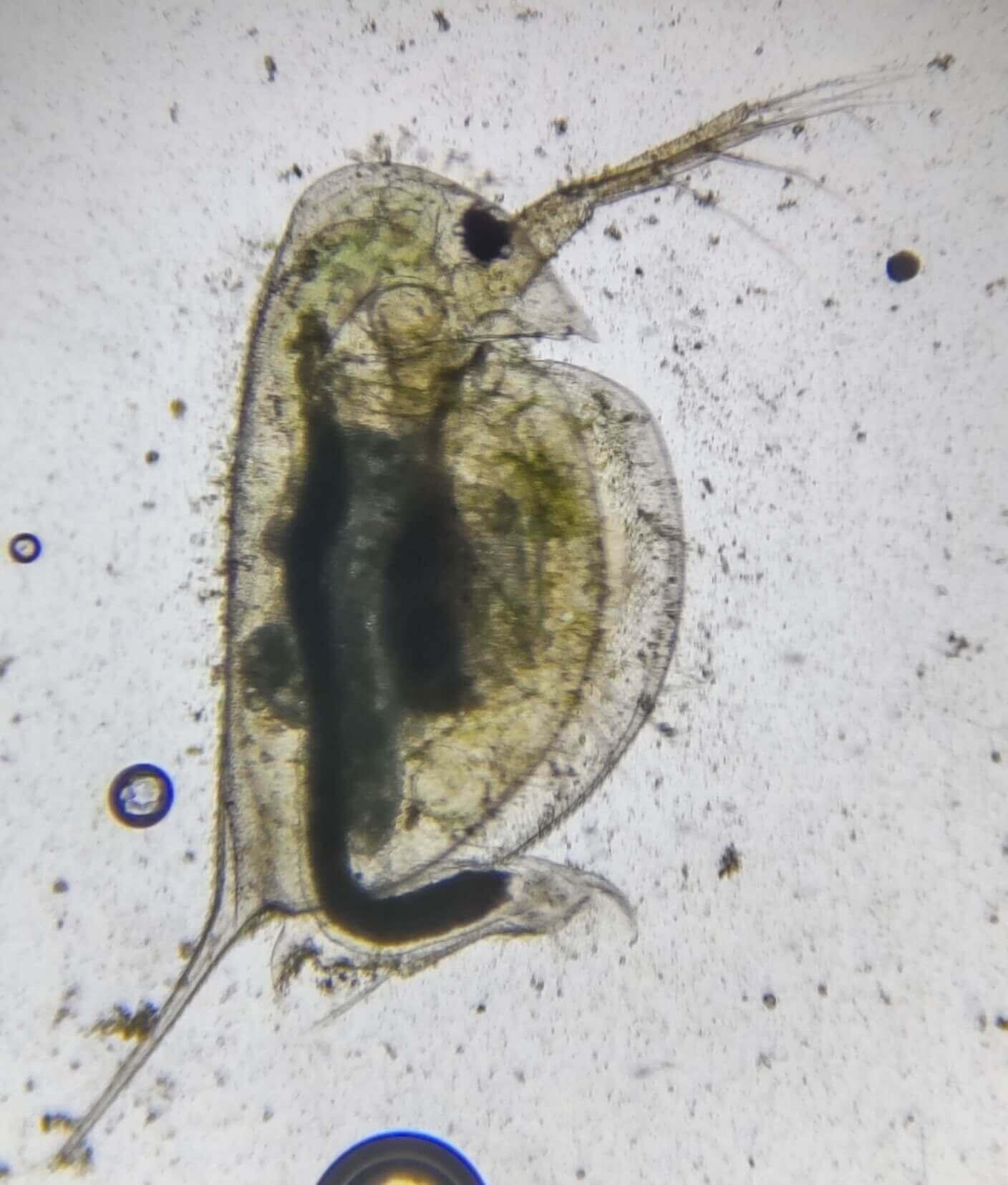 plankton_yamanashi_01.jpg