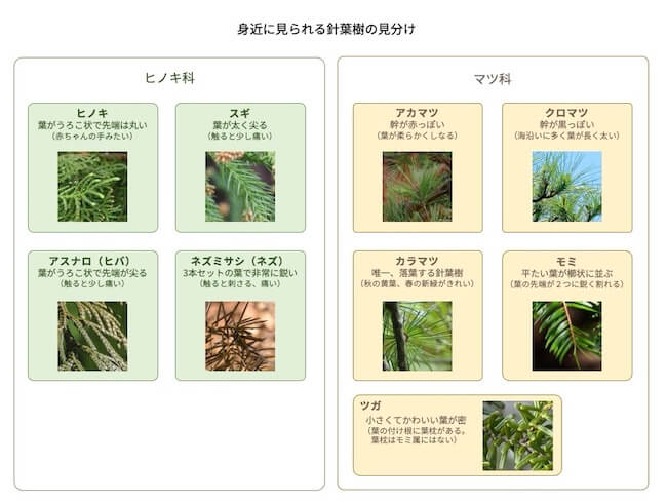 よく見かける針葉樹9種の見分け方