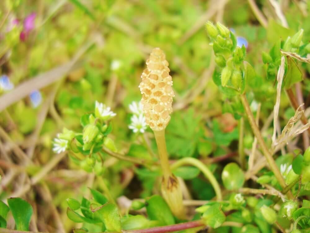 春分の日の過ごし方