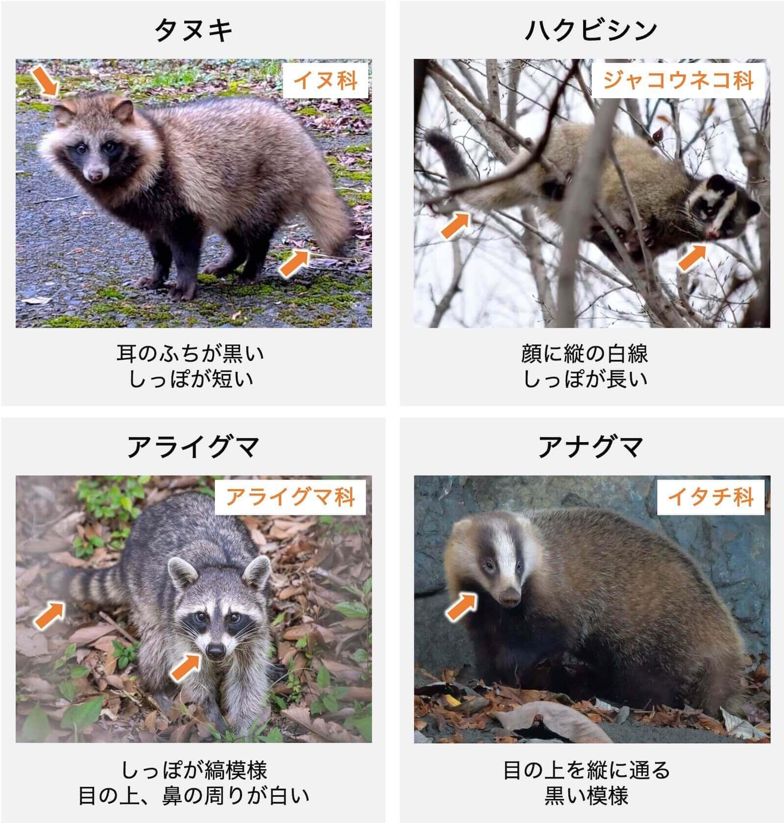 tanuki_03.jpg