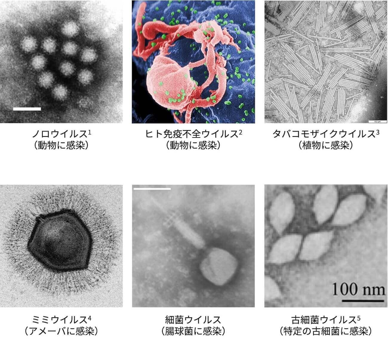 virus-toha_04.jpg