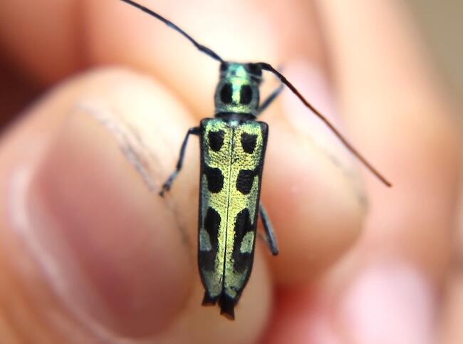 yamanashi.mushi_thum