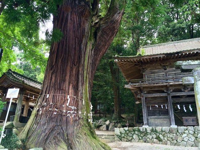 武田八幡宮　杉の大木.jpegのサムネイル画像