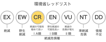 ヤンバルクイナは絶滅危惧種