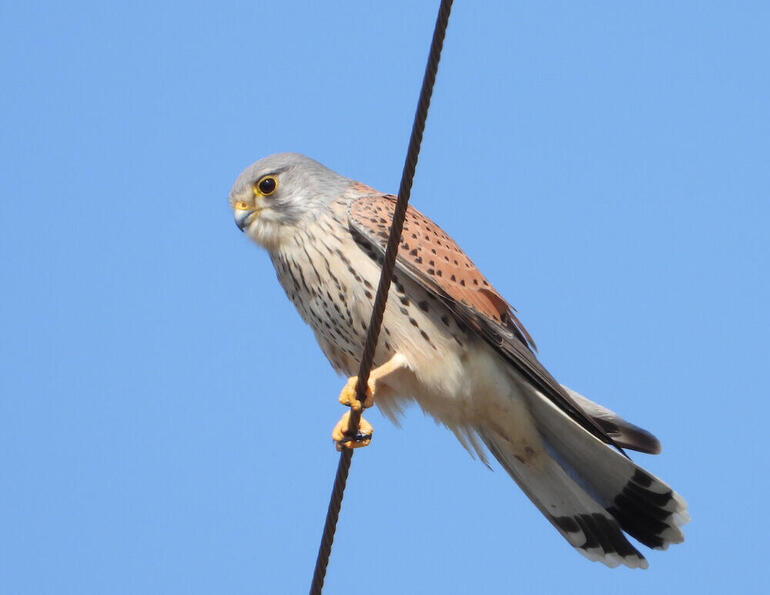 山梨に多く生息。チョウゲンボウというハヤブサの仲間。