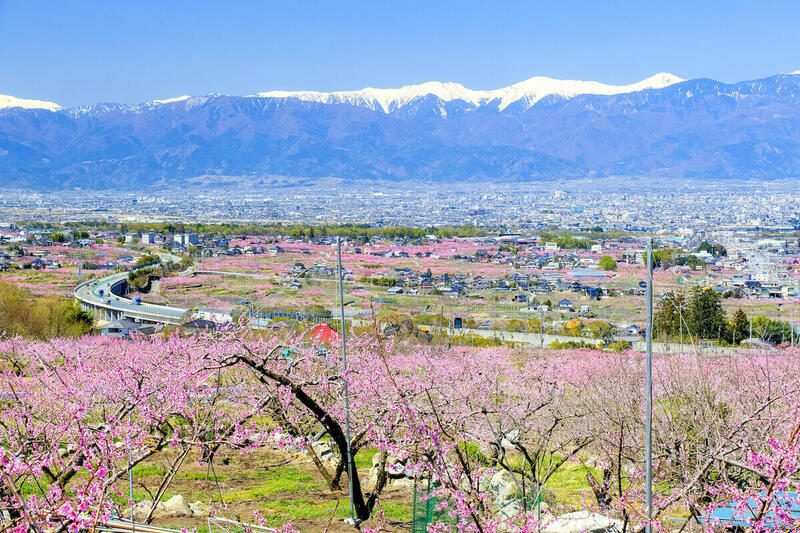 山梨県の桃畑と南アルプス