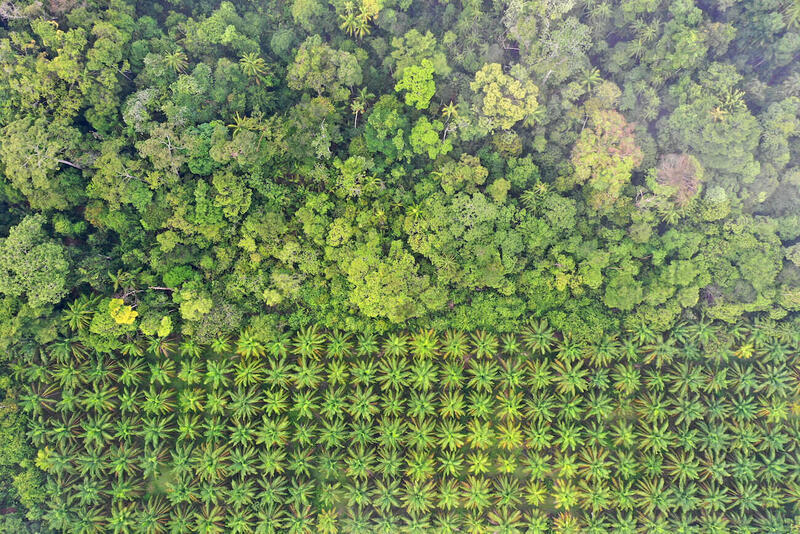 東南アジアの森林の農地転用の様子