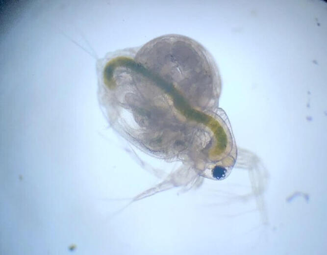 plankton_yamanashi_04.jpeg