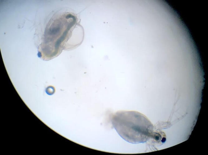 plankton_yamanashi_05.jpeg
